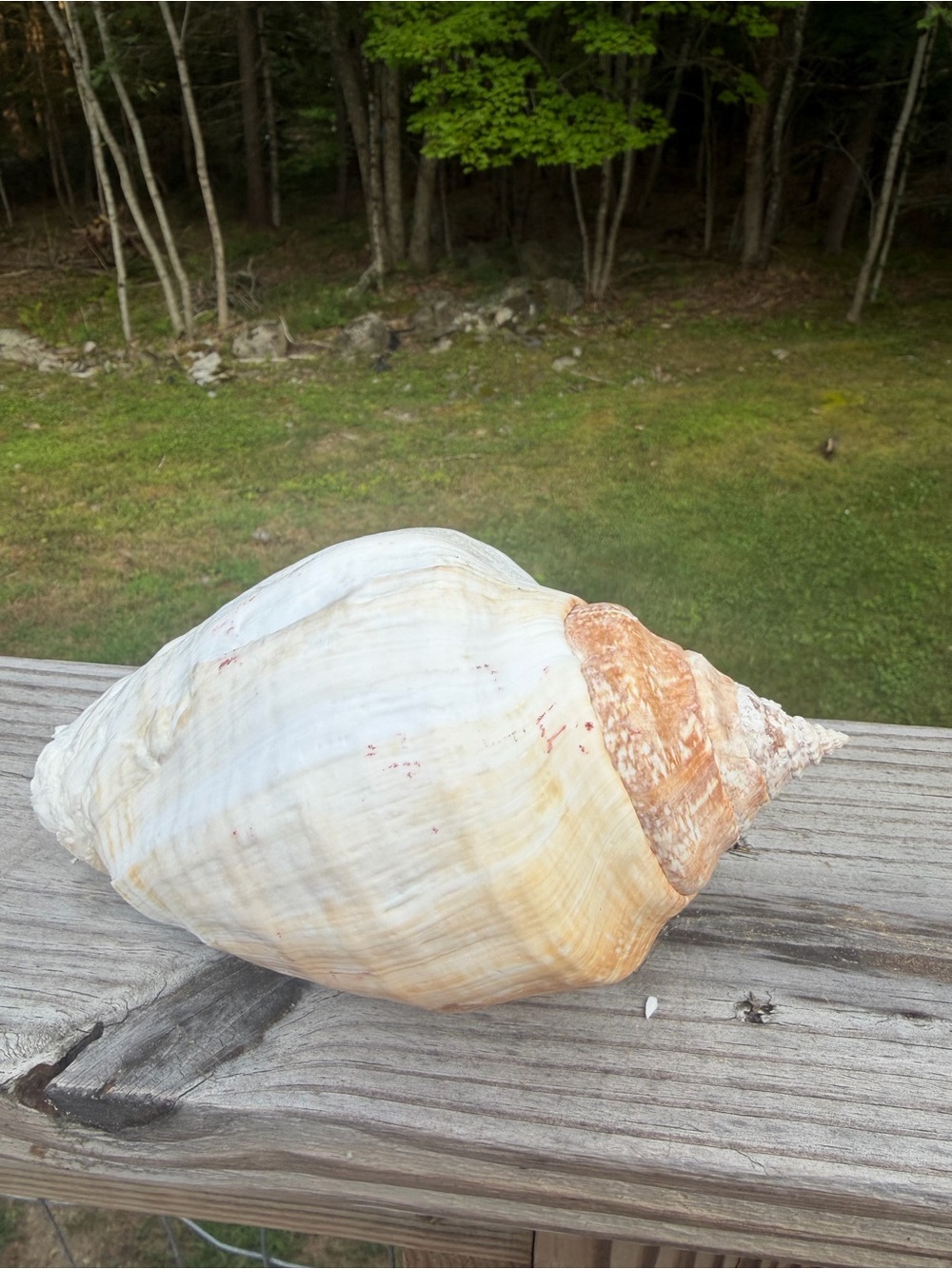 Large Pacific Conch - Picture 5 of 8